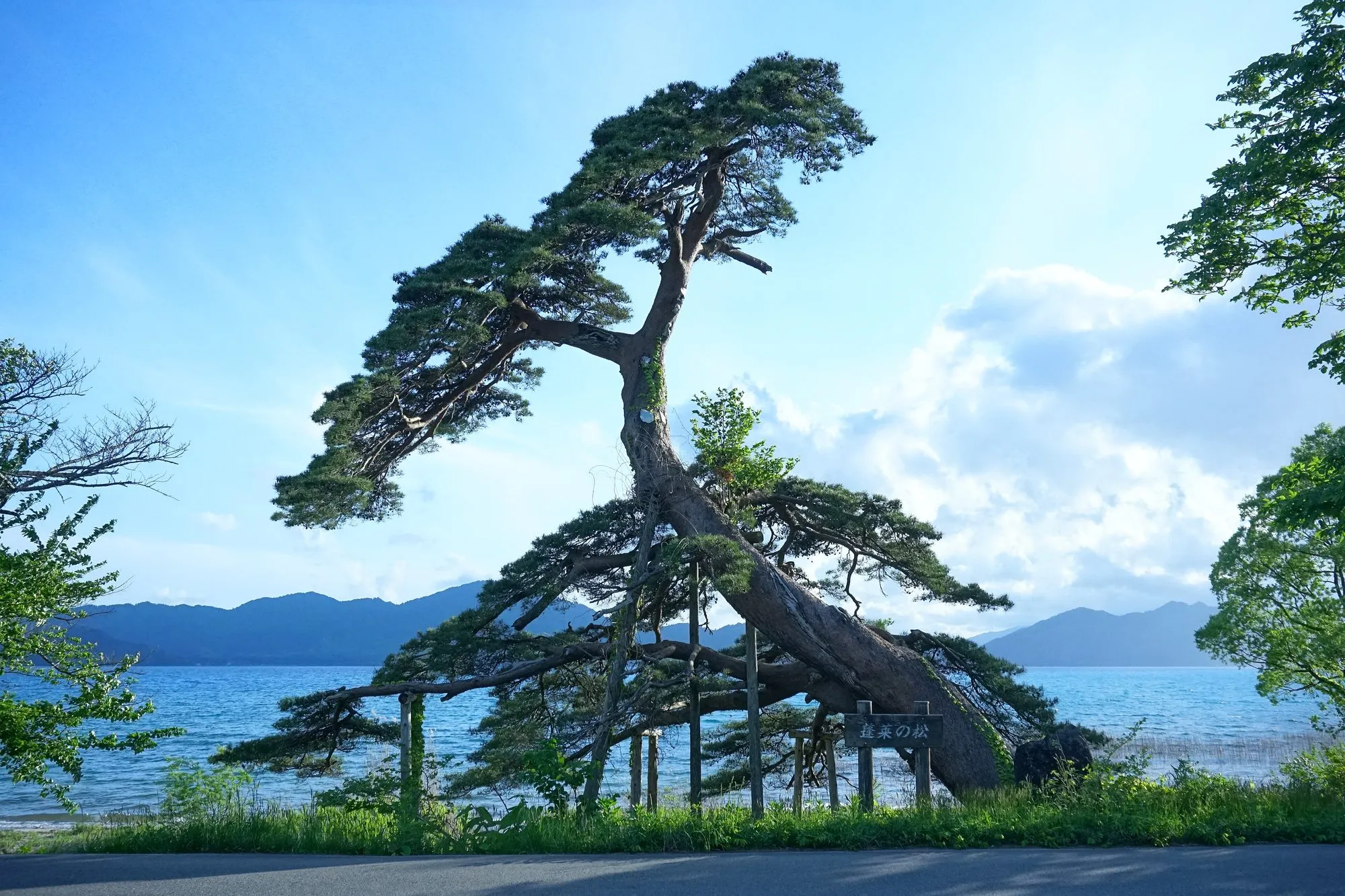 蓬莱の松・湖畔一周路