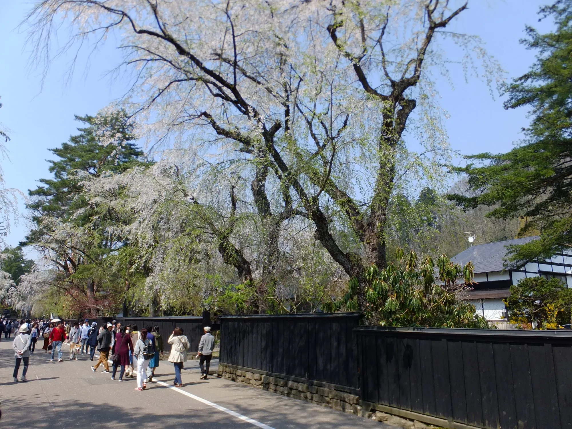 角館 武家屋敷通り
